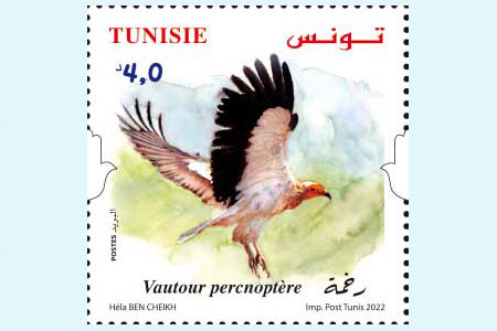 Raptors of Tunisia