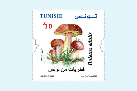 Tunisian mushrooms