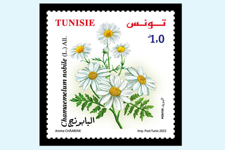 PLANTS OF TUNISIA