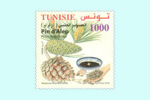 Conifers of Tunisia : Aleppo Pine (Pinion Pine Aleppo : zgougou)