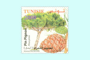 Conifers of Tunisia : The Pinion Pine (Pine Nut Tree)