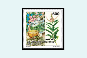 Medicinal Plants : Lemon verbena