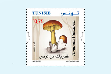 Tunisian mushrooms