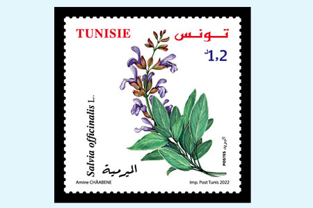 PLANTS OF TUNISIA
