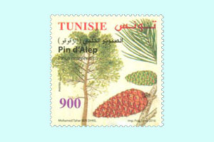 Conifers of Tunisia : Aleppo Pine (Aleppo pine tree)