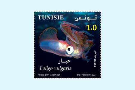 MARINE BIOLOGY IN TUNISIA